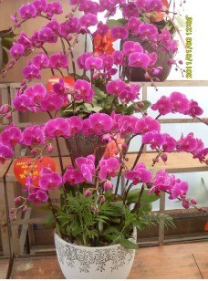 厦门绿植租摆 鲜花出租尽在厦门百农花卉租