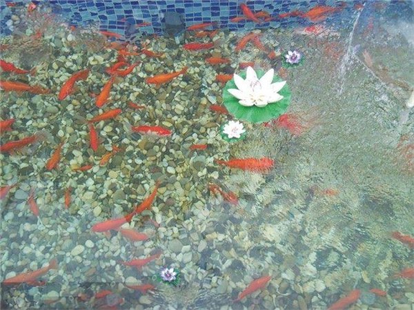 常熟市别墅景观鱼池水治理。专业解决水发绿问题