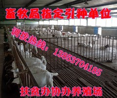 供应四川哪里有小羊卖