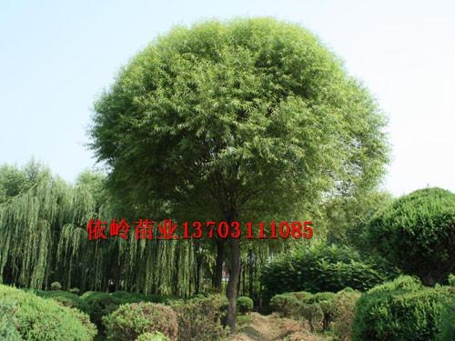 批发馒头柳，速生馒头柳，唐山馒头柳基地，馒头柳价格