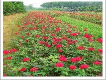 供应【四季草花报价|盆栽苗木行情|水生花卉生产基地】