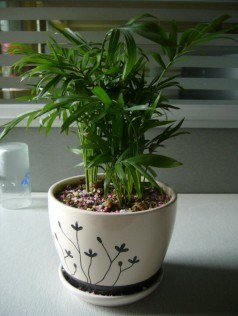 厦门百农花卉租赁花草花卉租摆价格最实惠 盆景绿化找百农