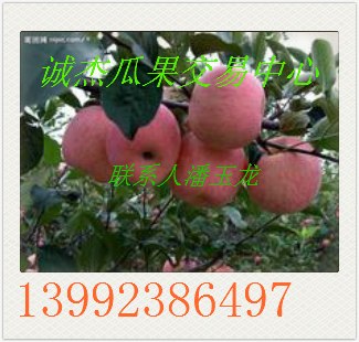 供应陕西红富士苹果批发