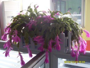 厦门园林绿化养护 绿植租摆租赁找百农花卉