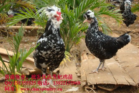 供应甘肃贵妃鸡,供应甘肃贵妃鸡苗