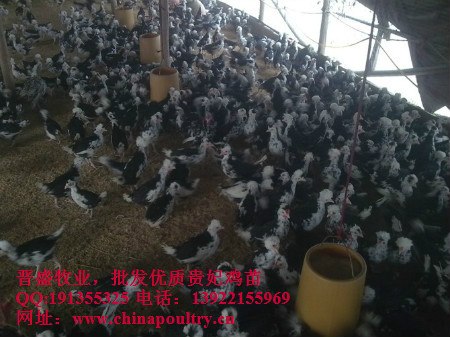 供应陕西贵妃鸡,供应陕西贵妃鸡苗