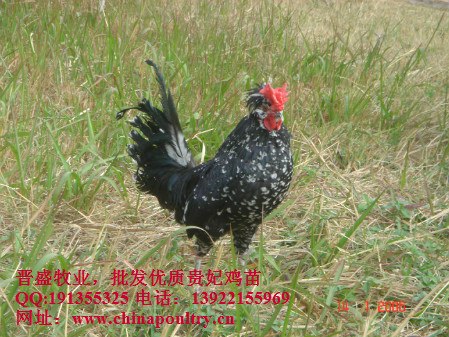 供应吉林贵妃鸡,供应吉林贵妃鸡苗