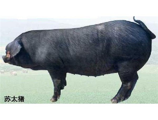 供应供应河北种猪价格小猪价格母猪价格