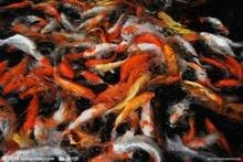 锦鲤批发价格