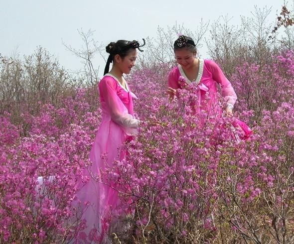 杜鹃花