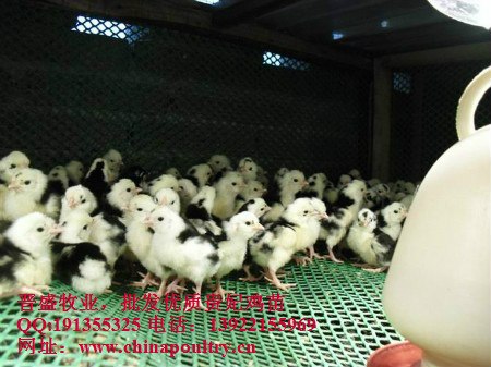 供应贵妃鸡苗批发，2019年贵妃鸡价格
