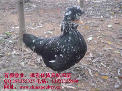 供应2016年贵妃鸡价格预测