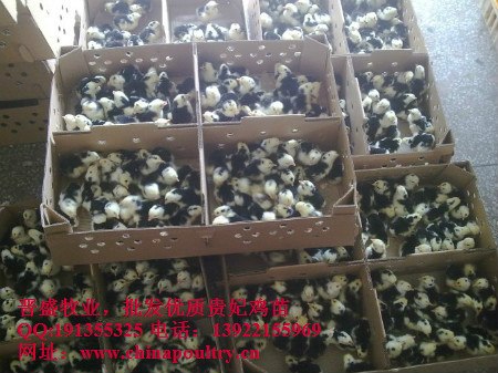 供应江苏贵妃鸡批发价格，上海贵妃鸡批发价格
