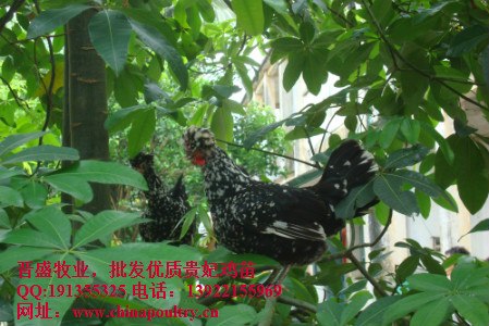 供应江西贵妃鸡收购市场，湖南贵妃鸡收购市场