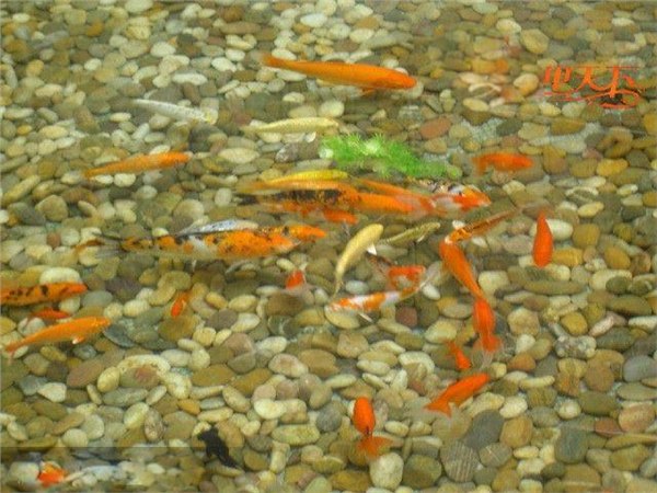 武汉市户外小型鱼池水生物净化工程