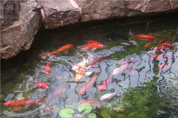 济南市别墅观赏鱼池水生物过滤工程。常年无需换水