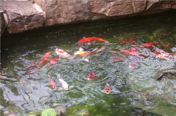 长沙市户外锦鲤鱼池水生物净化工程。行业领先技术