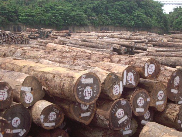 进口菲律宾/泰国木材需要哪些资料：进口木材报关资料有哪些