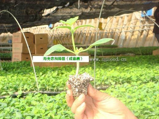 黄瓜种苗/嫁接黄瓜种苗/辣椒种苗/丝瓜种苗/西红柿种苗