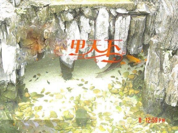 青岛市花园锦鲤鱼池水生物处理工程。