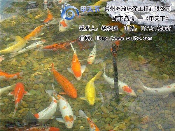 义乌市景观鱼池水水处工程！