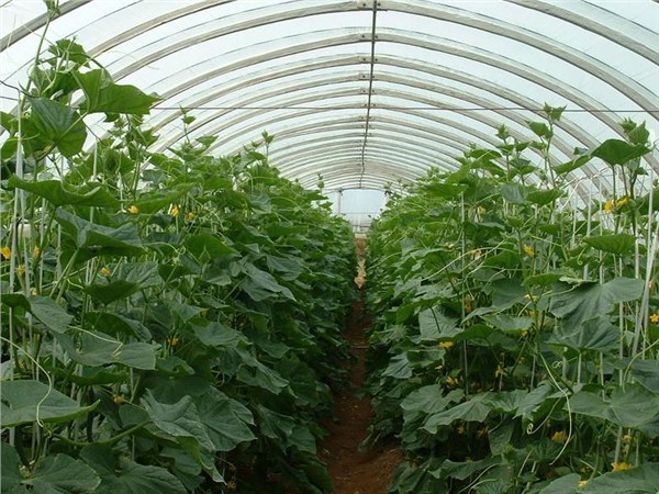 蔬菜温室大棚安装、大厂蔬菜温室大棚、中农五丰