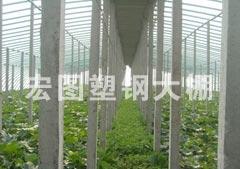 新型塑钢大棚建设/潍坊钢塑大棚建设指定品牌--寿光宏图大棚