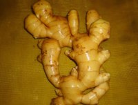 山东那里有卖【有机大姜】的？