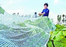 供应昆明养鸡网养殖网塑料平网 防雹网 遮阳网 防虫网防尘网 防风网 安全绳网