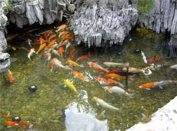 武汉市庭院景观鱼池水生物过滤公司。