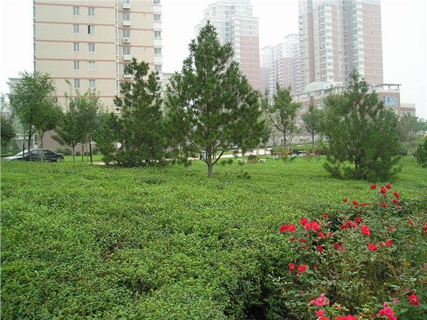 黑龙江省齐齐优秀的园林绿化建设公司     选华曦园林绿化工