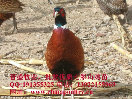供应养七彩山鸡的利润，养七彩山鸡的市场前景，养七彩山鸡的条件