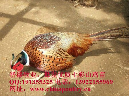 供应七彩山鸡市场价，七彩山鸡养殖培训，七彩山鸡养殖技术培训
