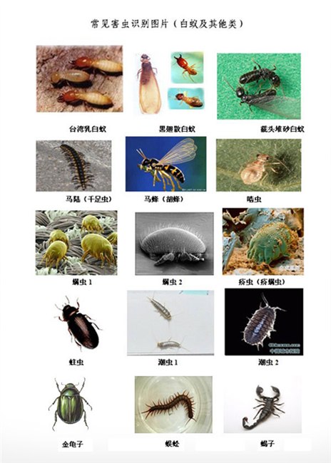 供应杀虫推荐传威杀虫服务传威专业杀虫公司猫王灭鼠公司