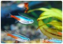 上海红绿灯鱼价格，红绿灯鱼养殖批发-飞龙观赏鱼场