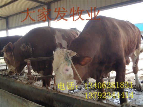 2013肉牛犊价格