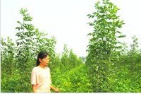 奇森苗木是山东最大的东红白蜡种植基地【奇森苗木】