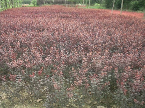 大量供应红叶李--山东红叶李基地，优质红叶李价格