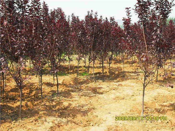大量供应紫叶矮樱--山东紫叶矮樱基地----潍坊润丰