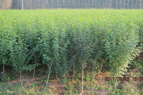 大量供应龙珠碧桃苗--山东龙珠碧桃，龙珠碧桃苗价格