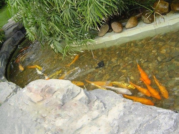 无锡市养鱼爱好者，鱼池水发绿怎么办？把你信息给我我们来处理。