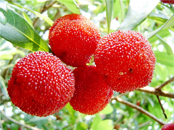 真空负离子节能保鲜冷库
