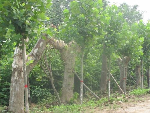 批发供应速生白蜡小苗、李营法桐、速生法桐小苗