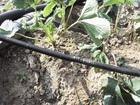 【品牌】滴灌带，就是河北高旭滴灌带。