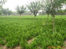 泰安鑫庆苗木基地大量供应小龙柏欢迎订购