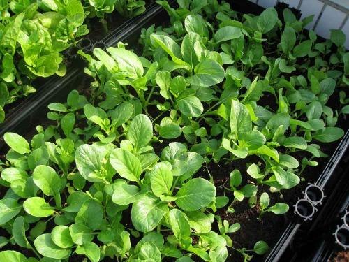 新型阳台蔬菜种植架