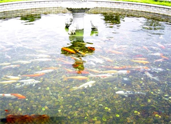 昆明市景观鱼池过滤器、过滤工程！