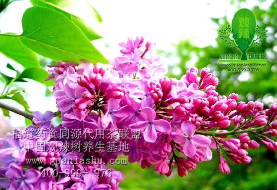 观辣树袋泡|药食同源代用茶联盟平台助推代用茶企业快速发展