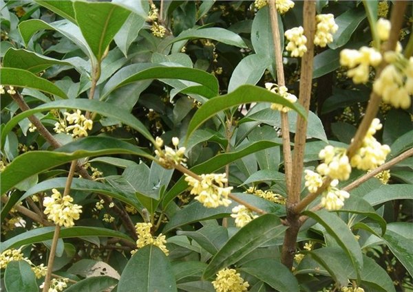 提供优质桂花树，桂花树的种植与供应