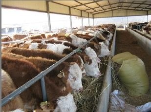 西门塔尔牛养殖效益分析小牛犊价格